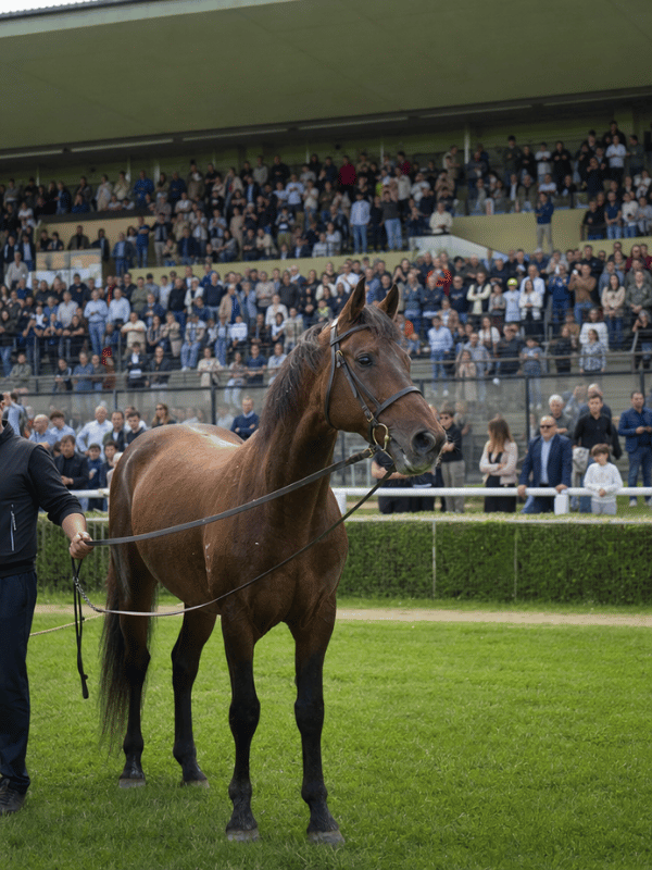 Varenne all'Ippodromo di Agnano durante gli anni della sua leggenda napoletana