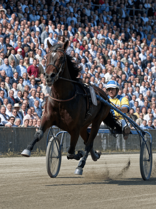 Varenne, uno dei più grandi trottatori della storia dell'ippica mondiale